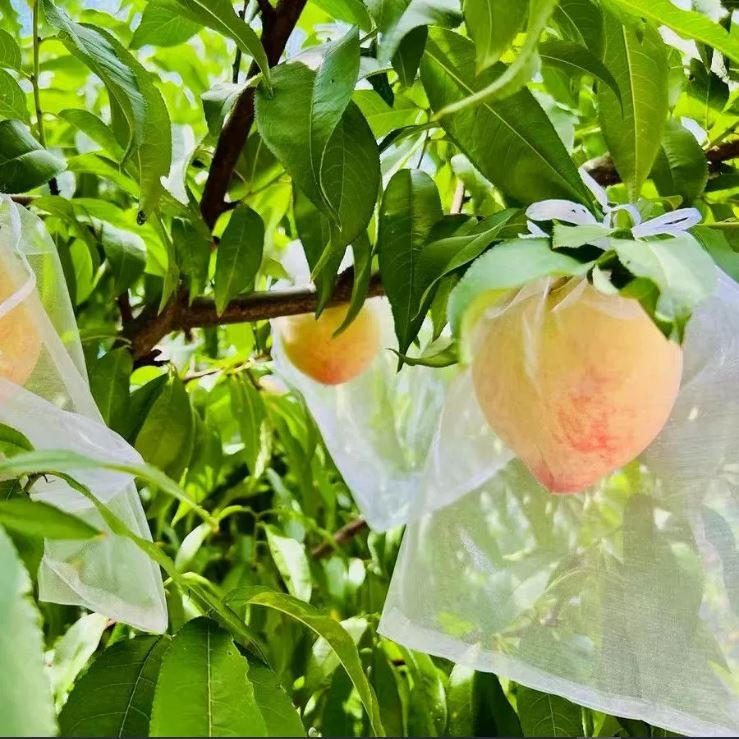 50 PCs । Reusable Fruit Protection Nylon Net Bag (15x20 cm) । CN-42 - Image 7